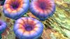 Life-form purple mushroom.jpg