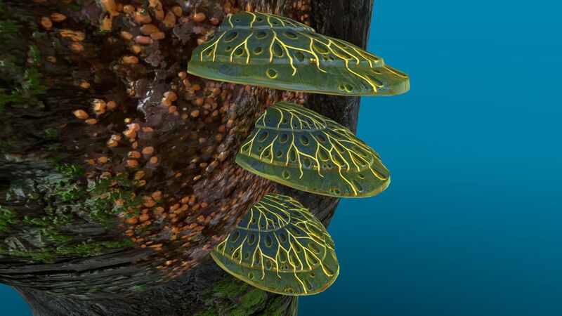 File:Shellplate3.jpg