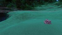Lithium found on the beaches of the Floating Island