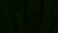 Thumbnail for version as of 00:12, 5 July 2017