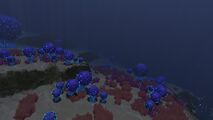 The Koosh Zone, very nice biome.
