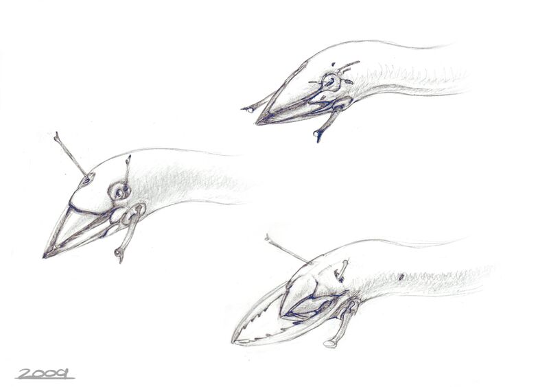 File:Birricarid.jpg