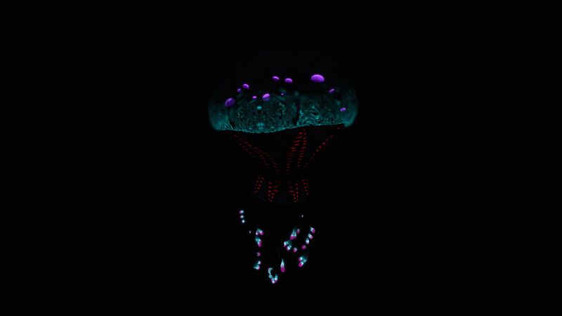 File:Jellyfish Night.jpg