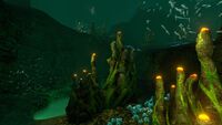 Several clusters of Pyrocoral in the Corridor