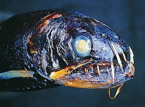 Snaggletooth-fish.jpg