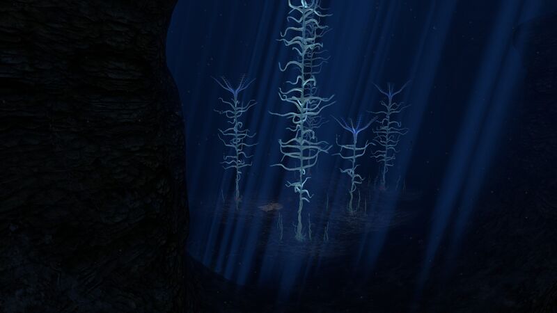 File:Blood Kelp (01).jpg