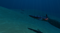 Sand Sharks in the Crash Zone