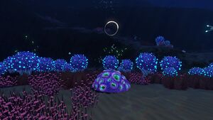 Koosh Zone (16).jpg