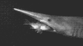 Thumbnail for version as of 16:27, 25 May 2017