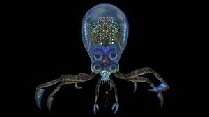 Crabsquid7.jpg