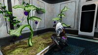 Marguerit tending to her crops