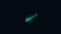 Spinefish