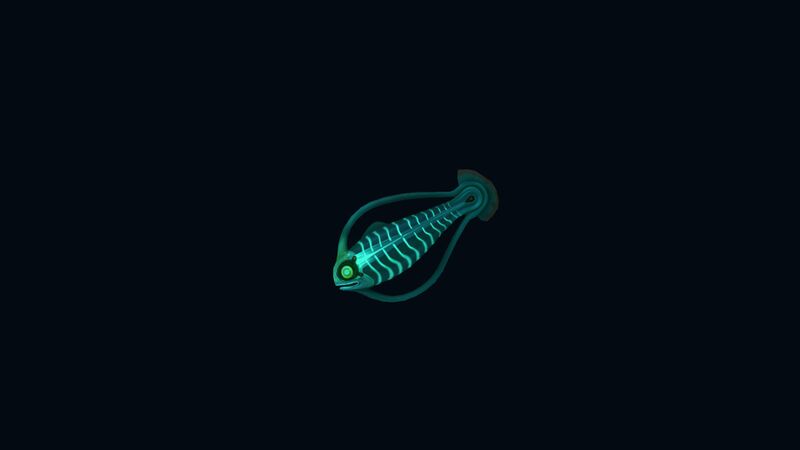 File:SpinefishNight.jpg