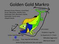 Golden Gold Markro Concept "Grovana Deconeël"