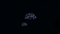 Brain Coral