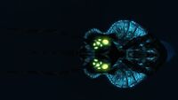Bioluminescence
