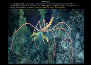 Ventspider.jpg