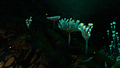 A patch of Paddle Ferns