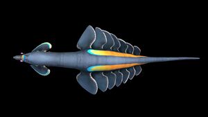 Pinnacarid 3.jpg