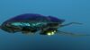 Reefback 10.jpg