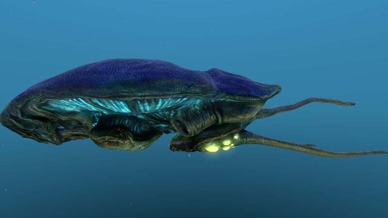 File:Reefback 10.jpg