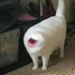 Cat Mouth.jpg