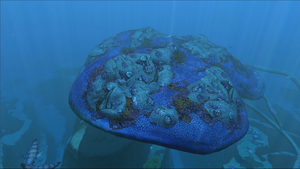 Reefback Model New.PNG