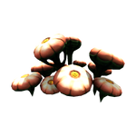 Young Cotton Anemone Flora.png