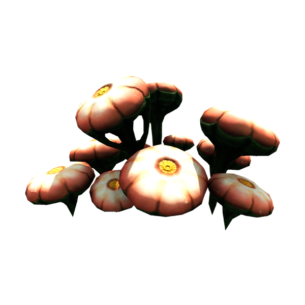 File:Young Cotton Anemone Flora.png