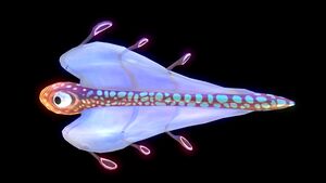 Bladderfish1 (BZ).jpg
