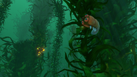 A Bleeder in the Kelp Forest