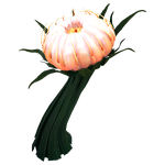 Grand Cotton Anemone Flora.png