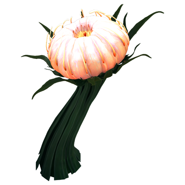 File:Grand Cotton Anemone Flora.png