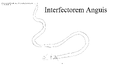 Interfectorem Anguis (Idea: A Wiki contributor)