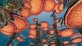 View of the Mushroom Forest