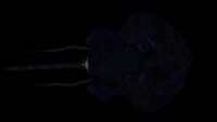 Further bioluminescence
