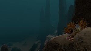 Sparse Reef (13).jpg
