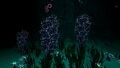 Bioluminescence
