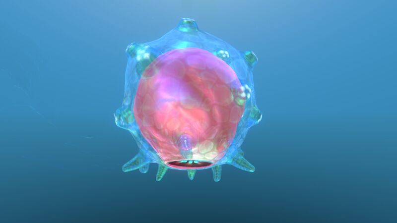File:Floater 10.jpg