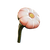 Lily Flower Icon.png