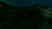 A row of Green Table Coral on the same Mesa