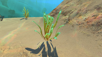 Spotted Reeds in the Crash Zone