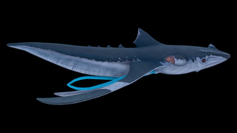 File:Squidshark Side View.png