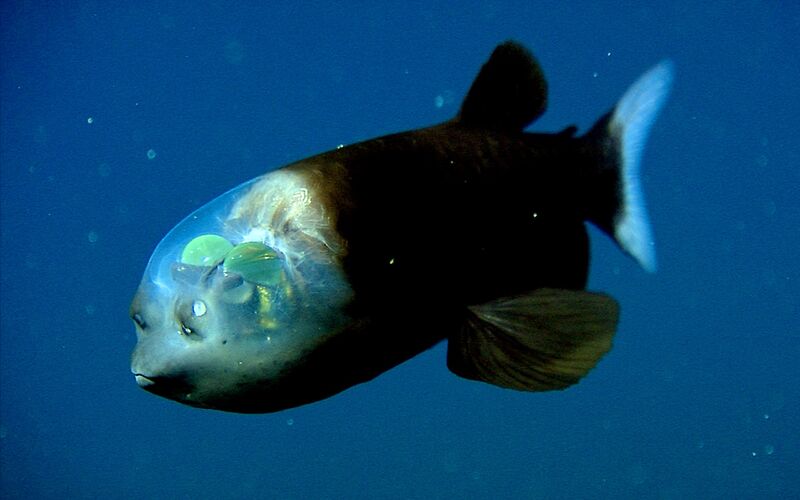File:Poisson-a-tete-transparente-barreleye-2.jpg