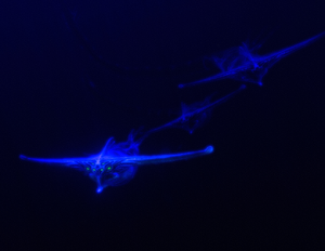 The three Ghost Leviathans in the void