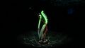 Bioluminescence