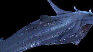 Glow Whale 4.jpg