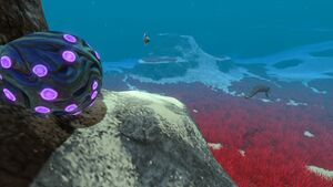 Jelly Plant (3).jpg