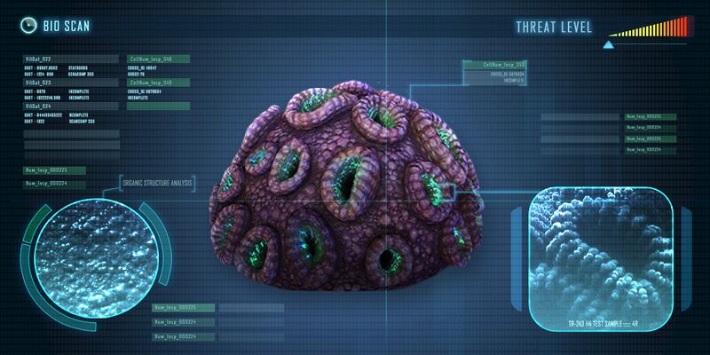 Braincoral.jpg