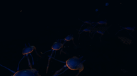 A massive herd of Sea Treaders